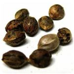 Семена марихуаны АК-47  (Seeds AK-47) в Унече